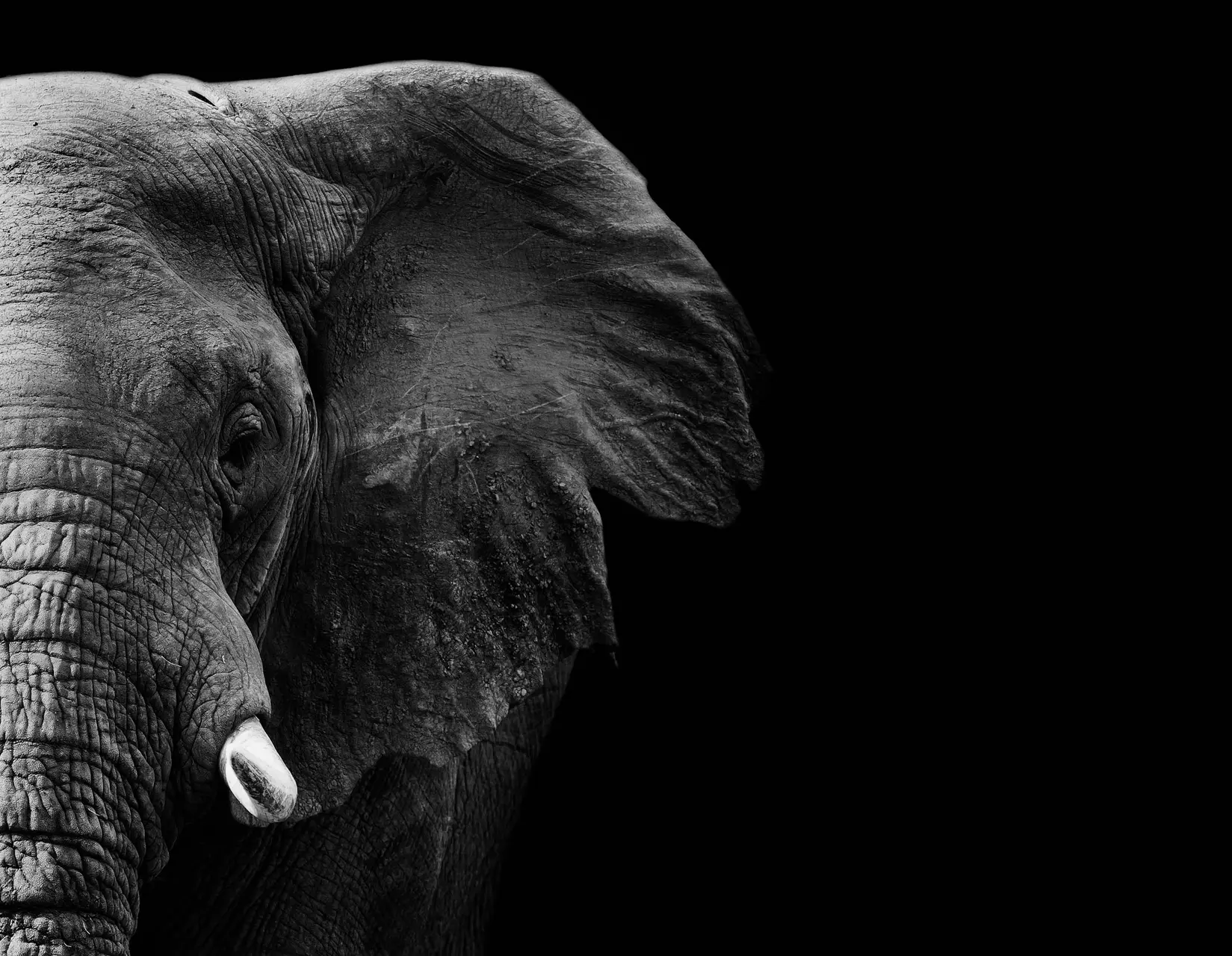 olifant
