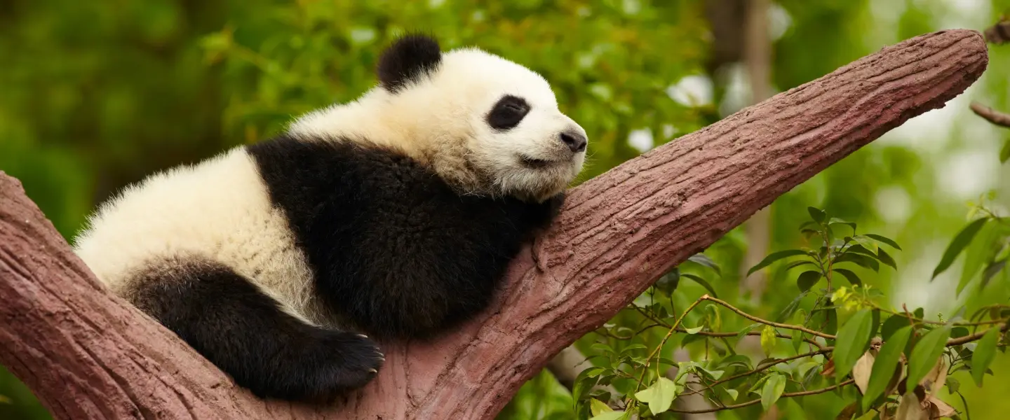 panda
