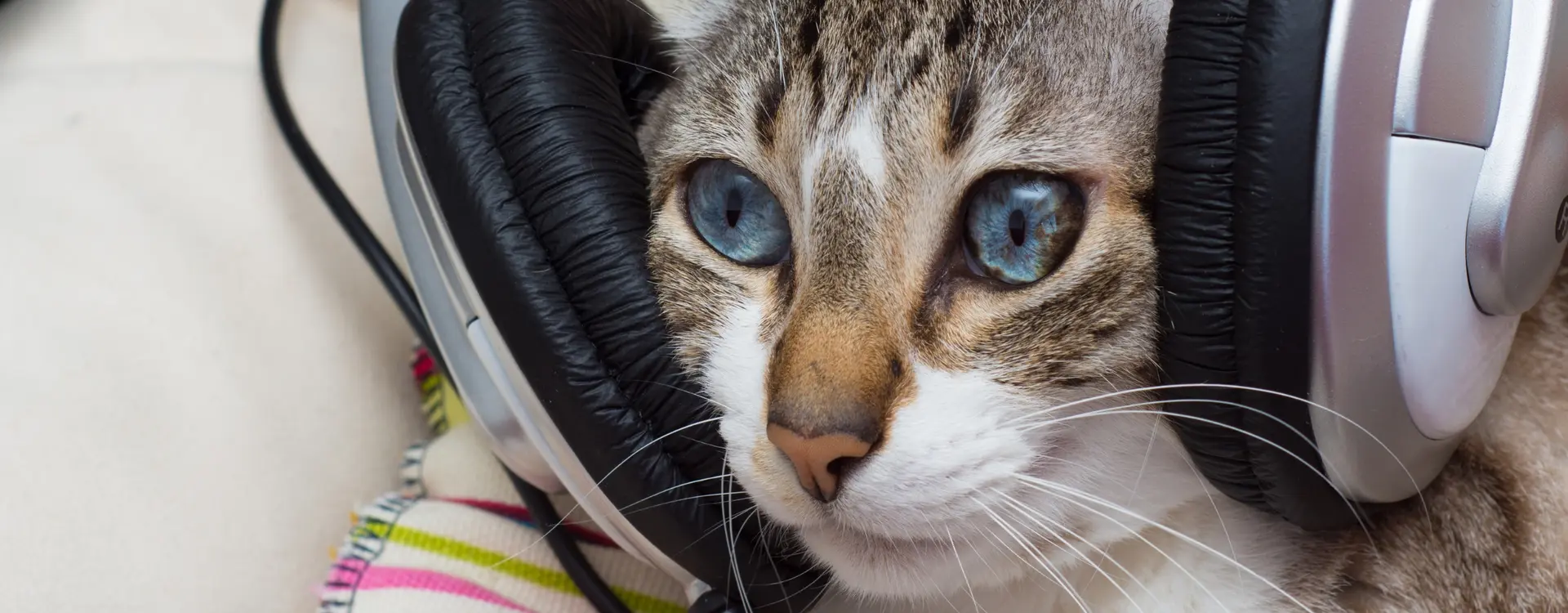 podcasts