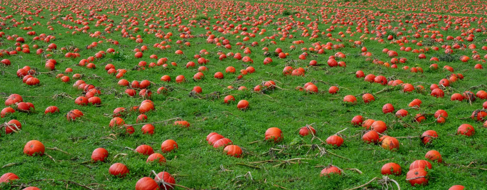 pompoen