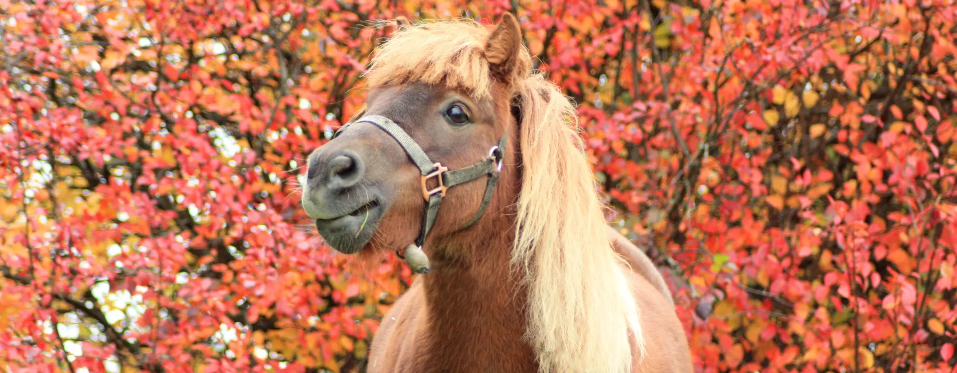 pony