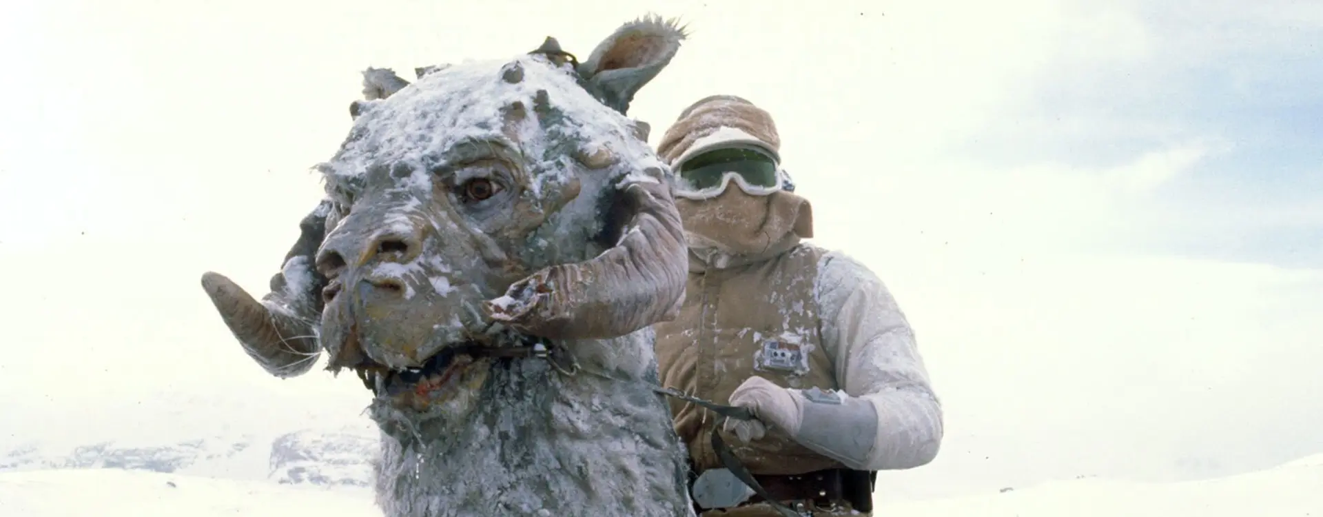 tauntaun