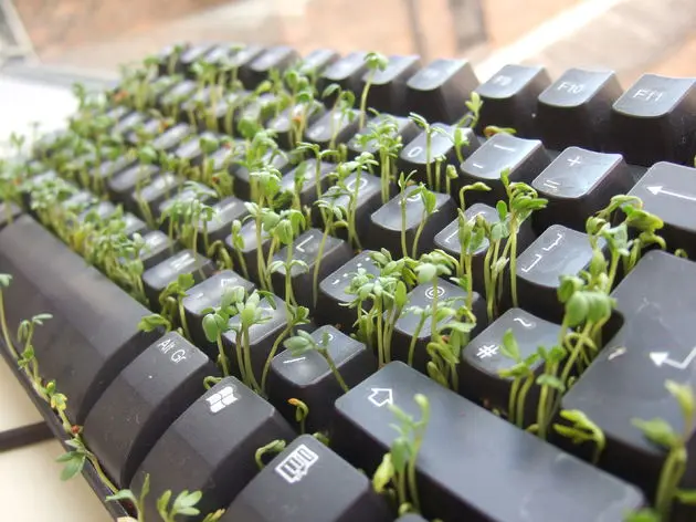 toetsenbord plant