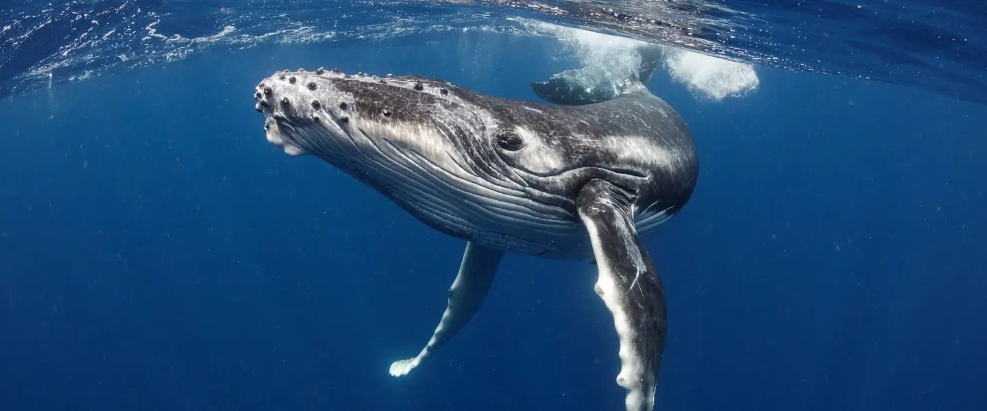 whale
