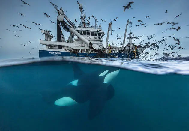wildlife photographer of the year 2016 national history museum 8 57c824c1f40ef 880