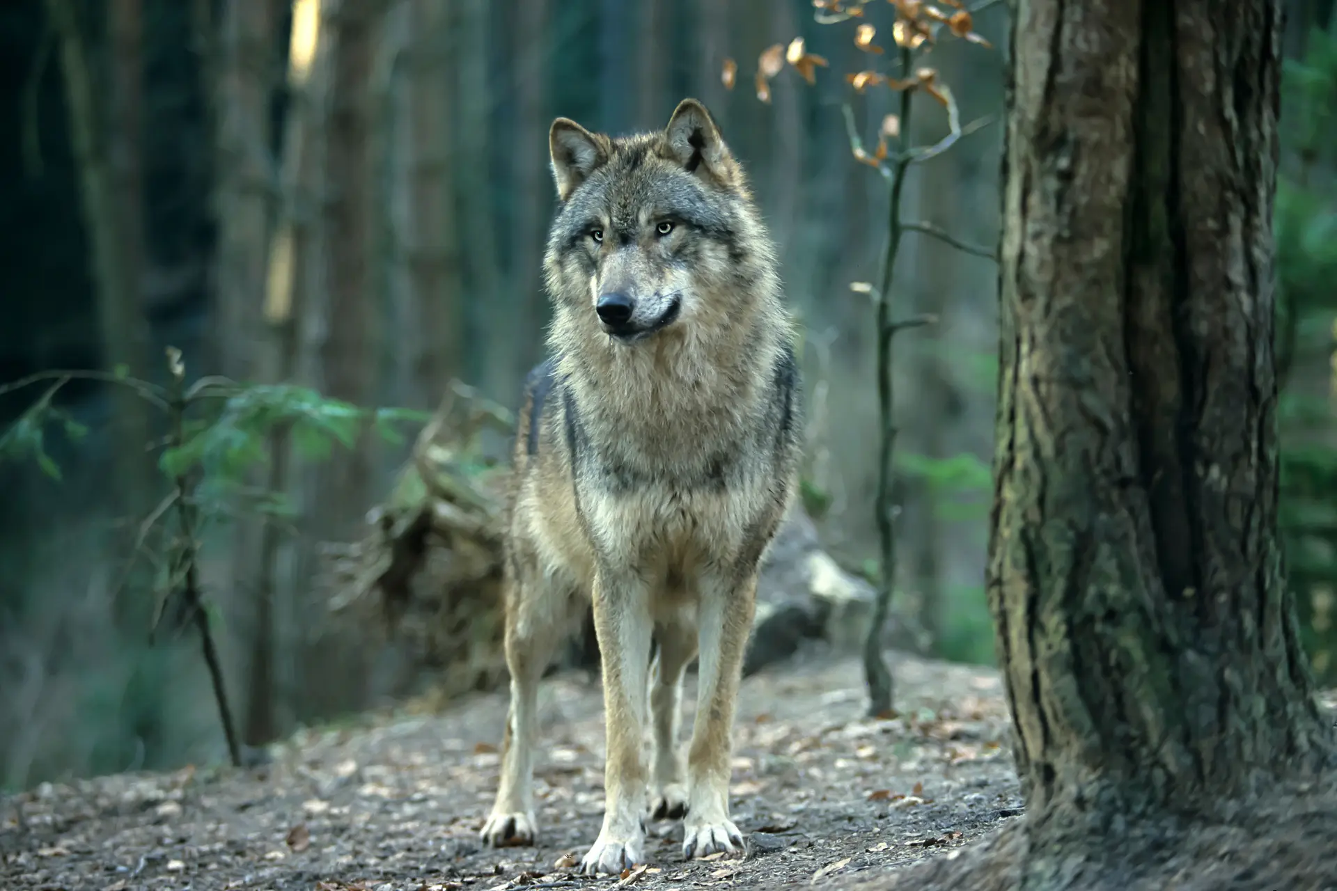 wolven