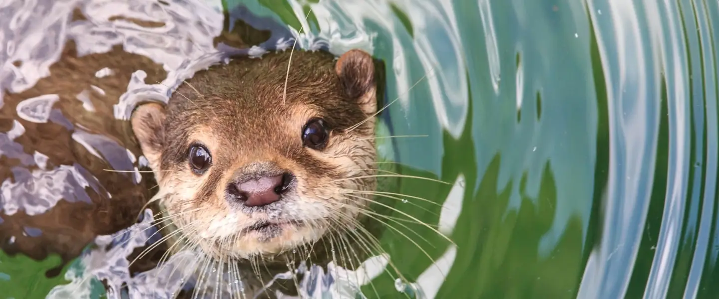 zee otter