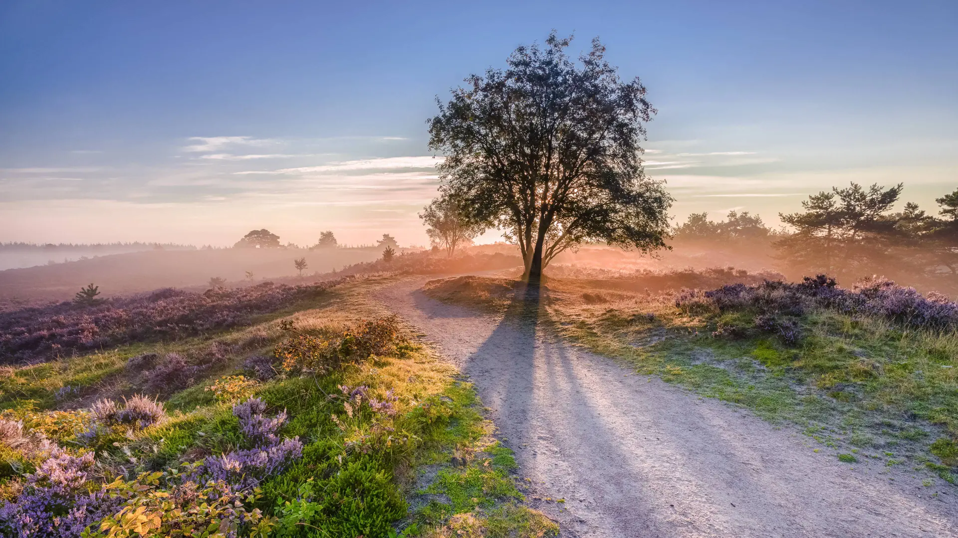 landschap