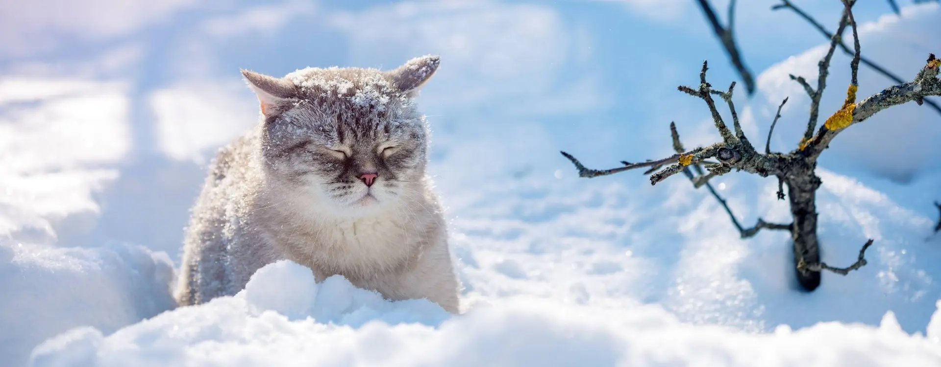 Sneeuw