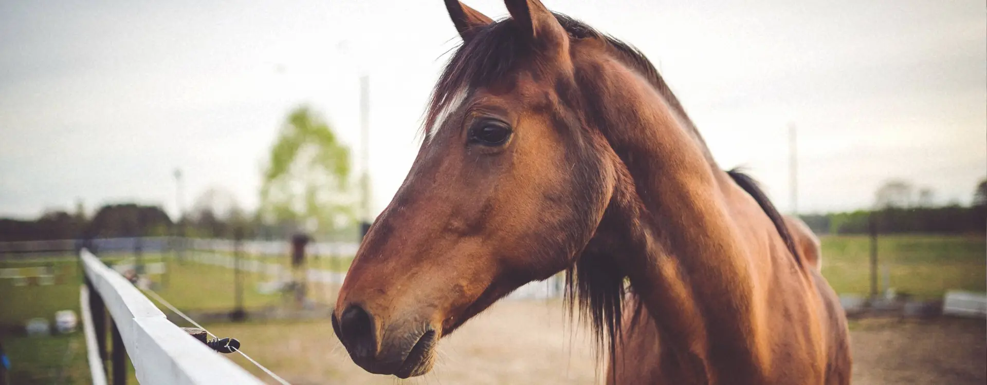 paard