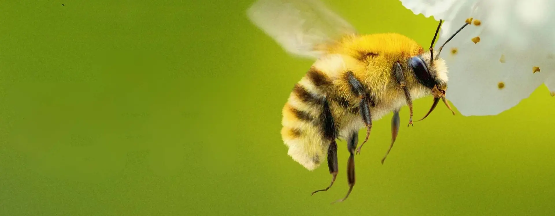 Secrets of the bees