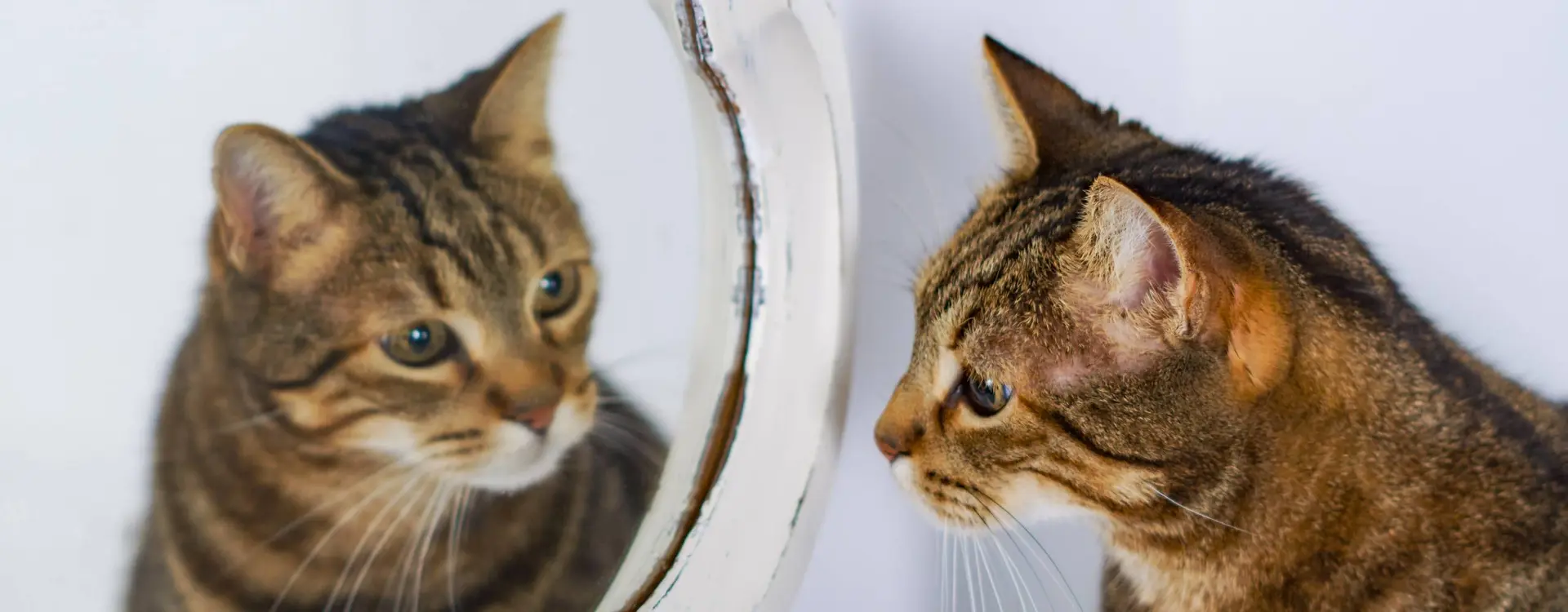 spiegelbeeld