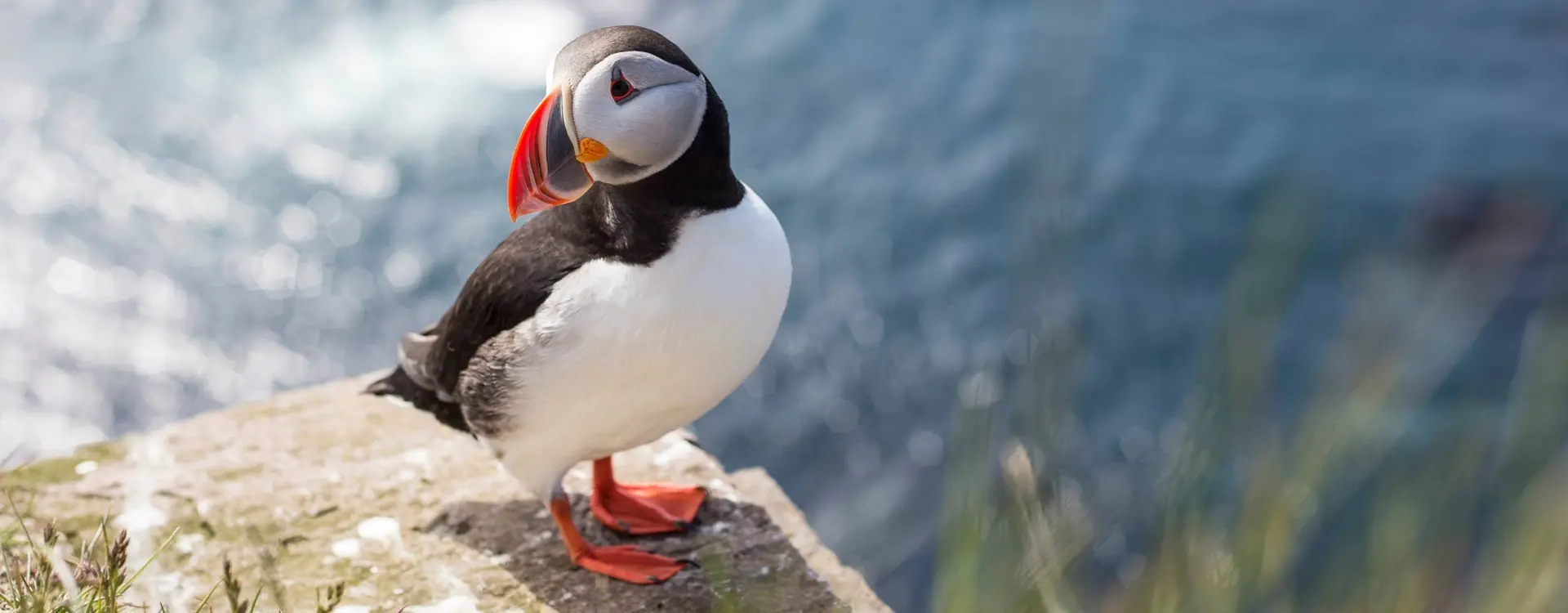 Puffin