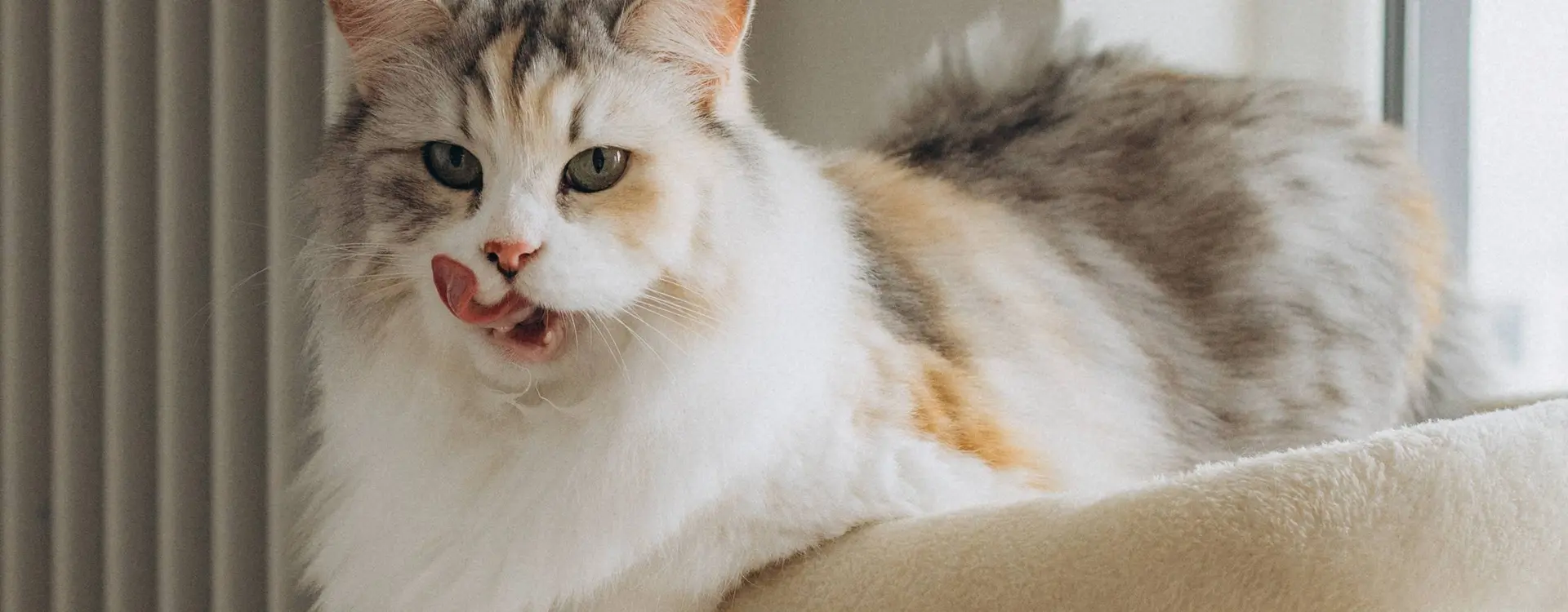 Kat