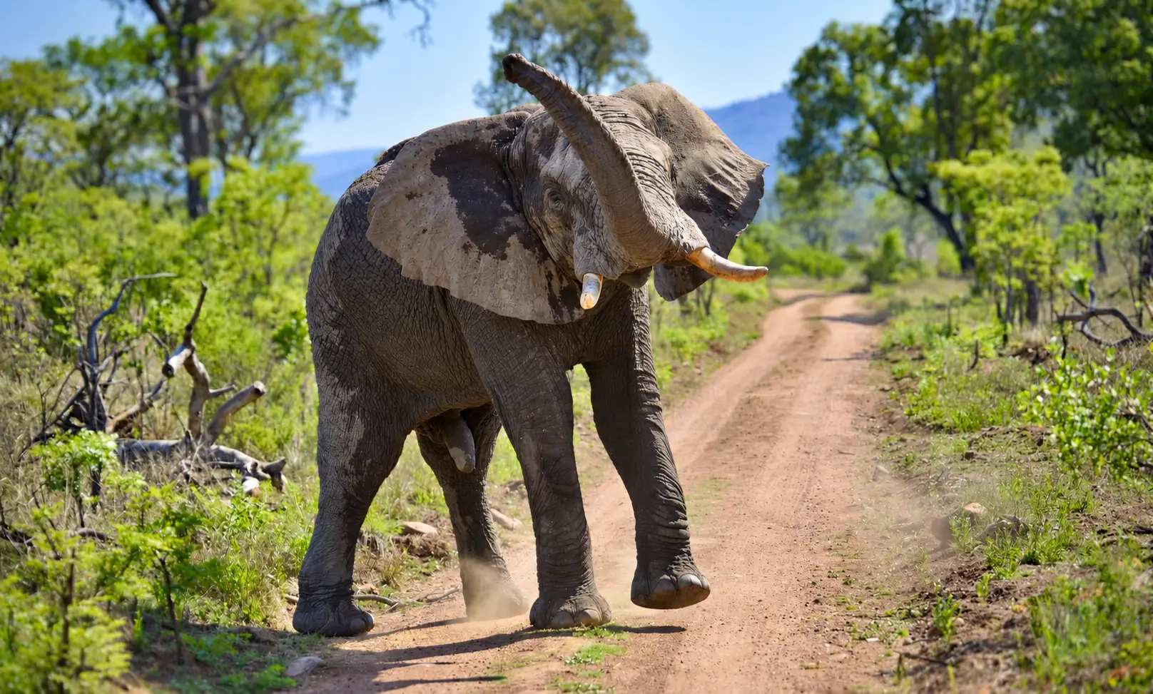 Elefant i safariens villmark