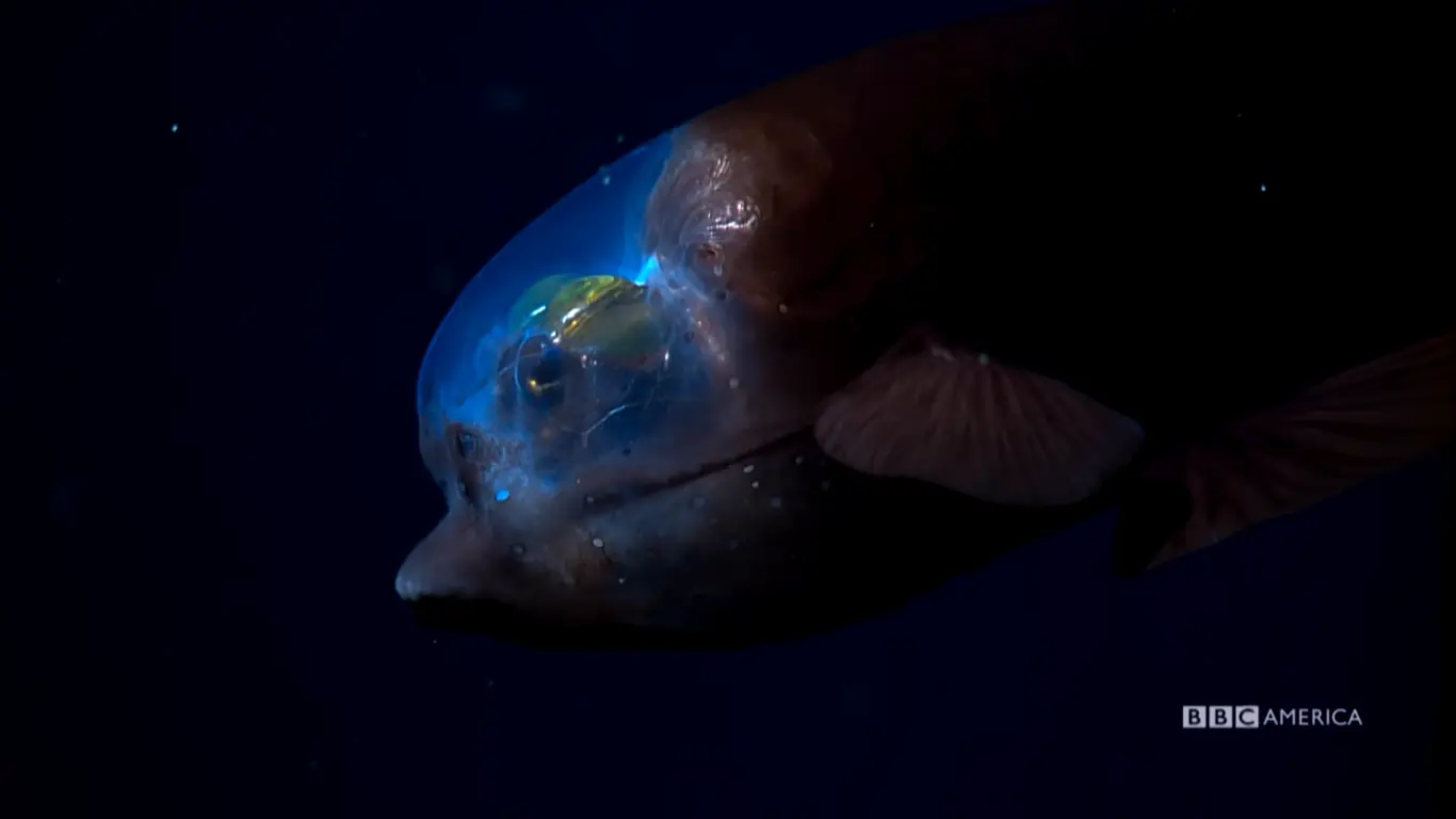 bbc blue planet ii