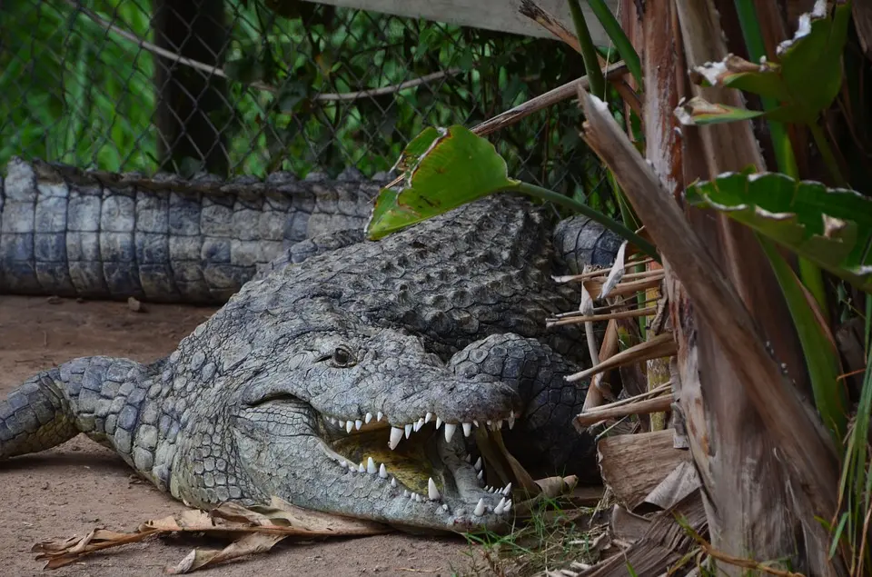krokodil