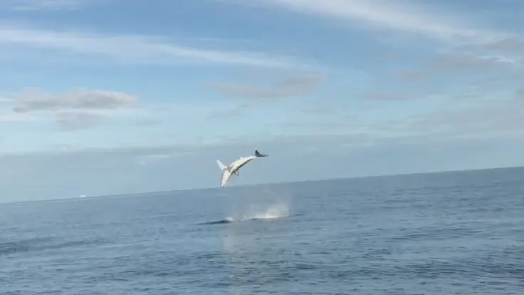 shark