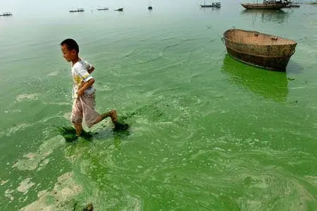 algae