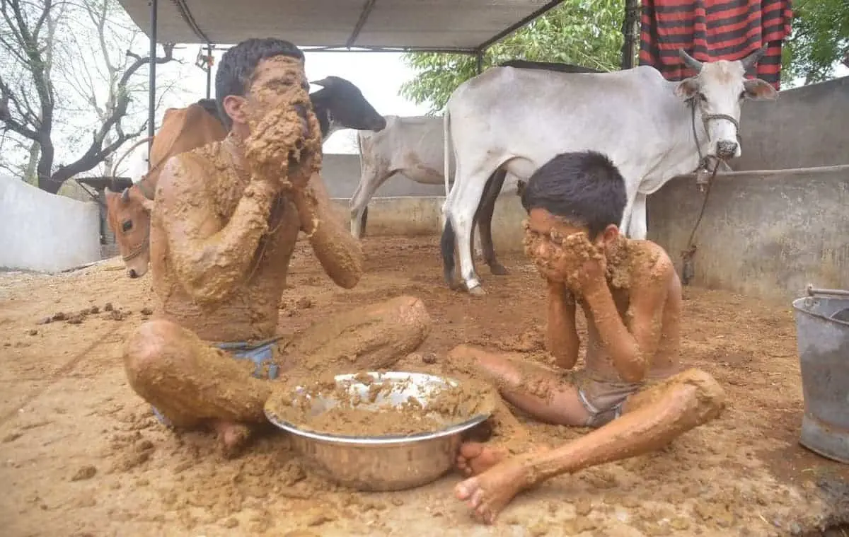 cow dung