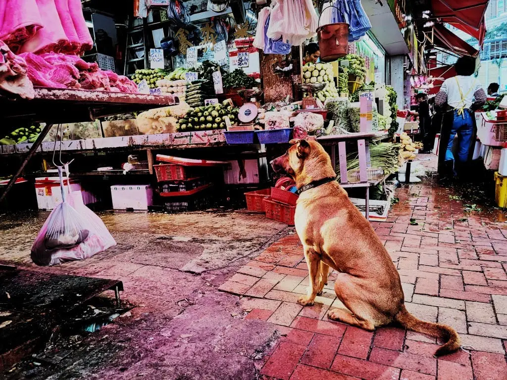 honor v20 48mp camera sample 3