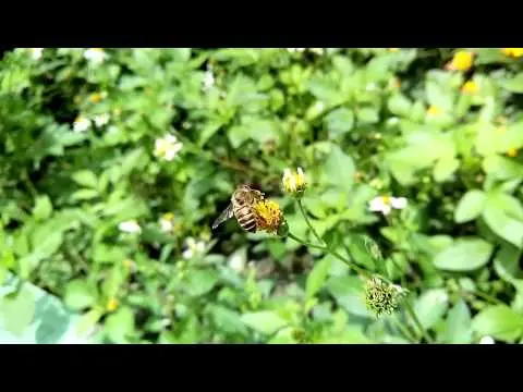 jiayu g4 1080 video sample and mhl gaming test gizchina com