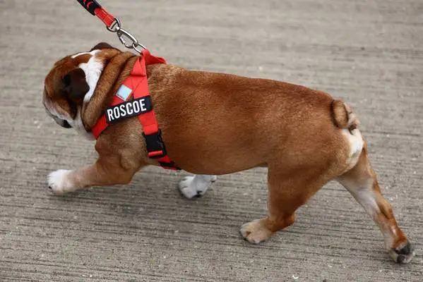 roscoe-lewis-hamilton-dog-jpg
