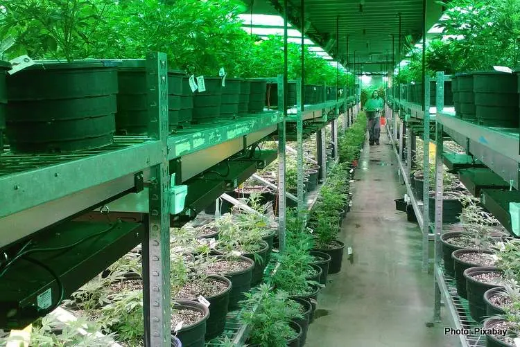 colorado marijuana grow 269851 1280