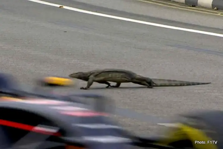 godzilla lizard singapore gp