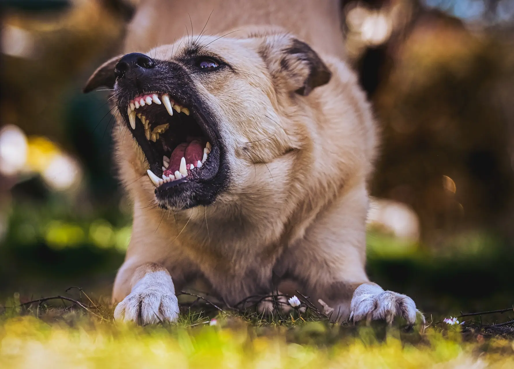 dog g1344cd75b 1920