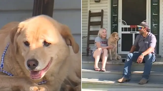 labrador