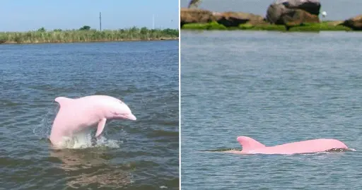 pinky
