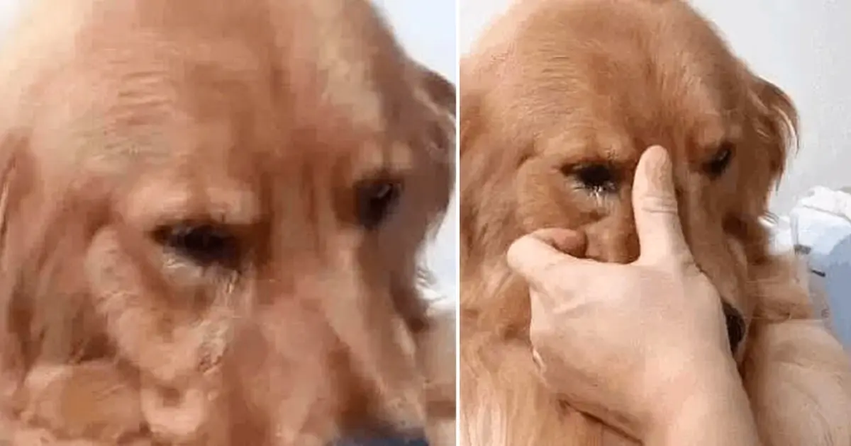 retriever 1