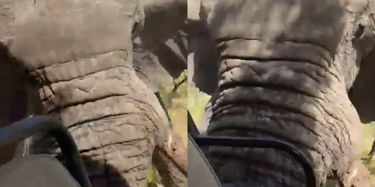 olifant