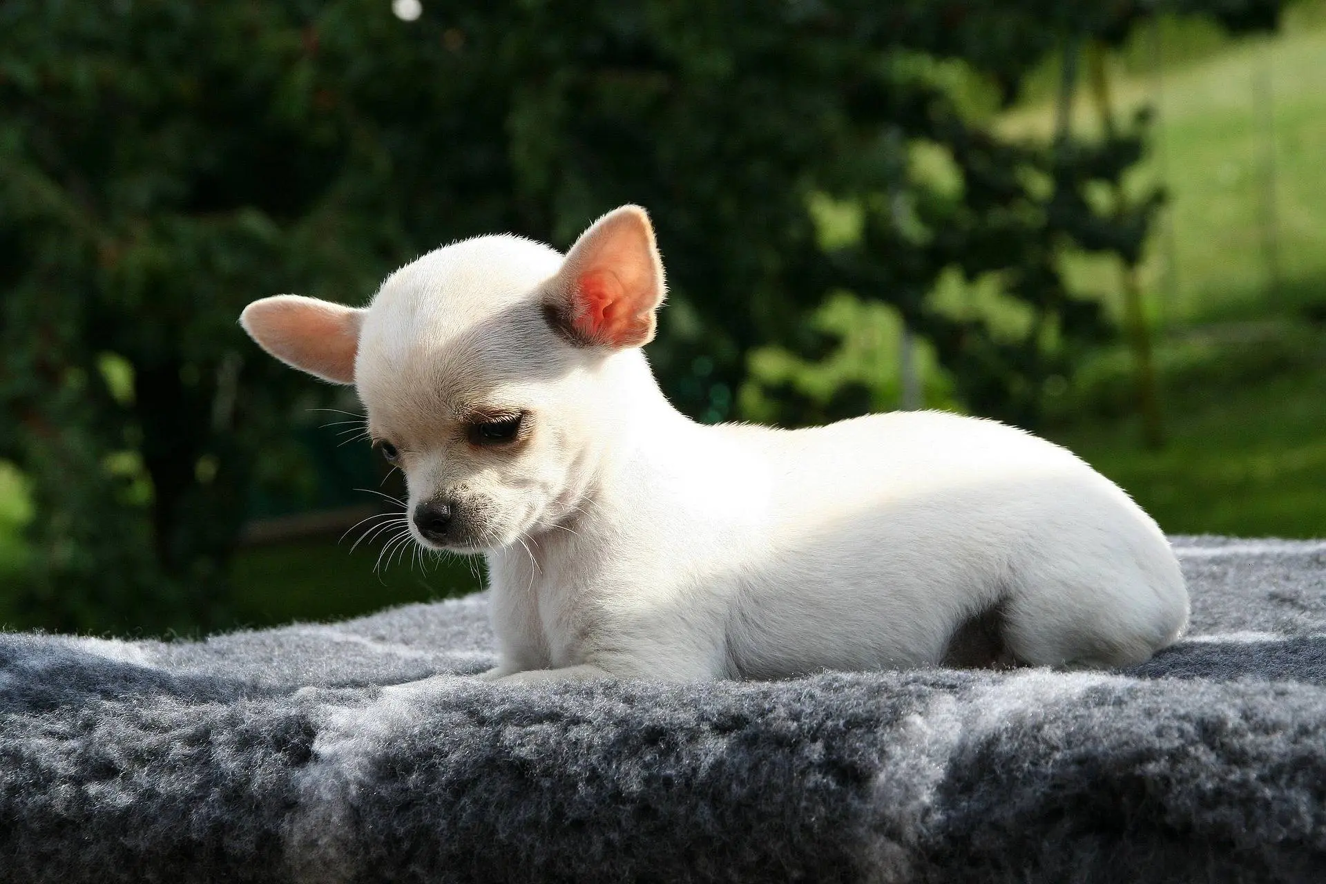 animal 178024 1920