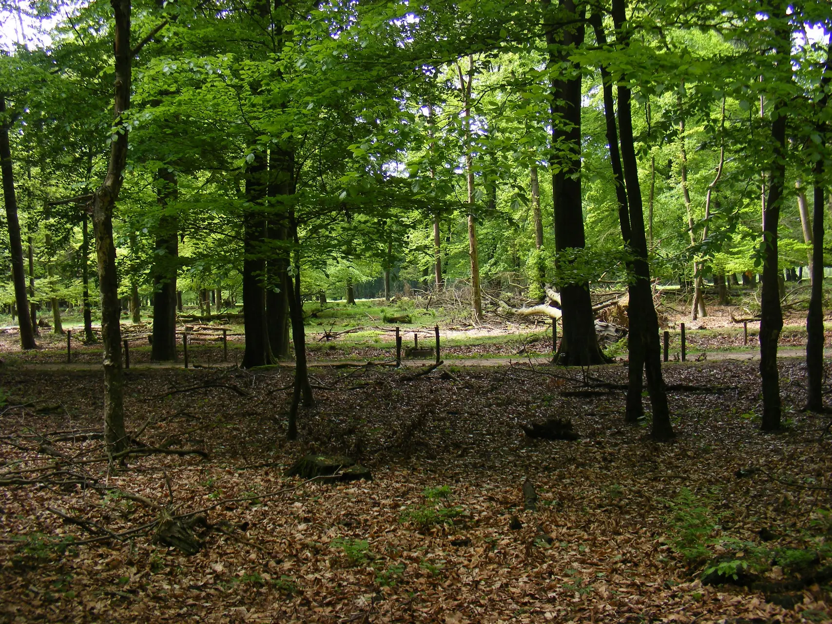 Bosgebied_zonder_ondergroei_in_het_Nationaal_Park_Veluwezoom