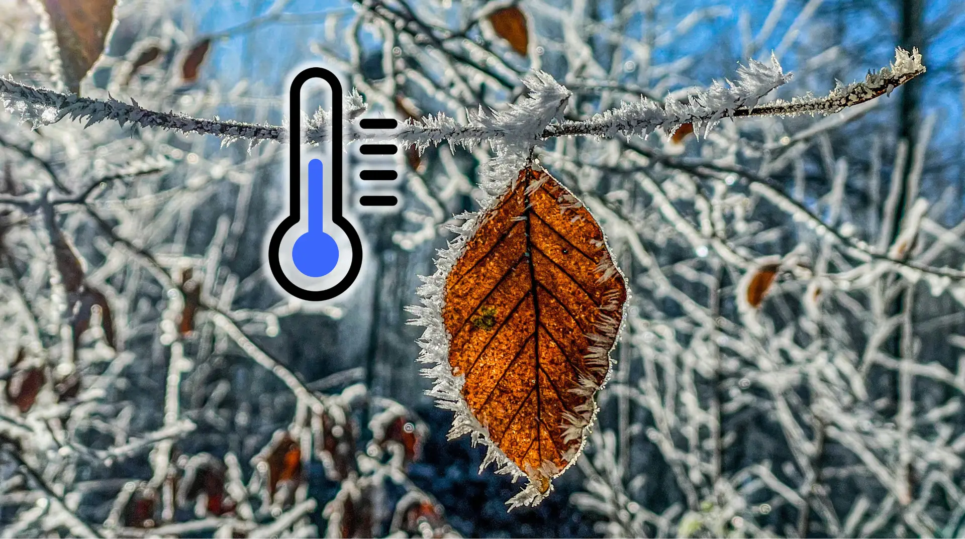 A brown leaf hangs from a frosty branch with a blue thermometer icon.