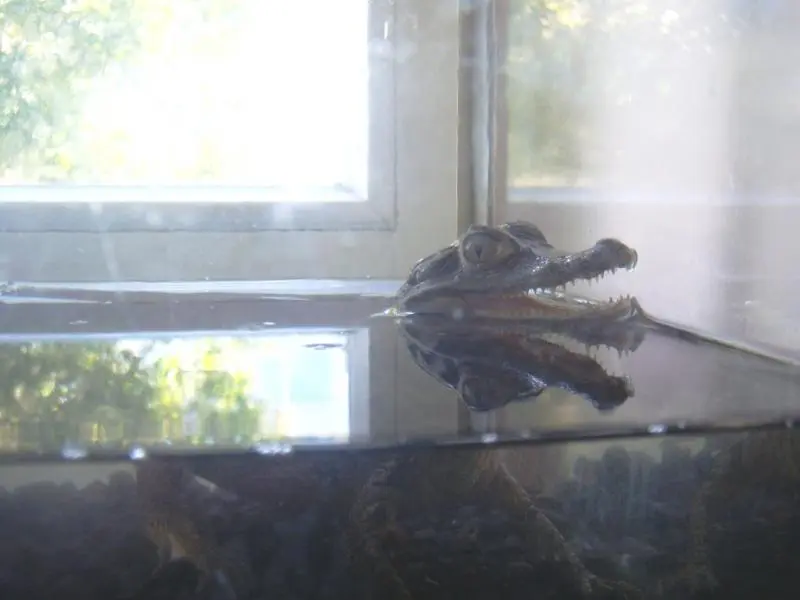 Konfiskuotas krokodilas