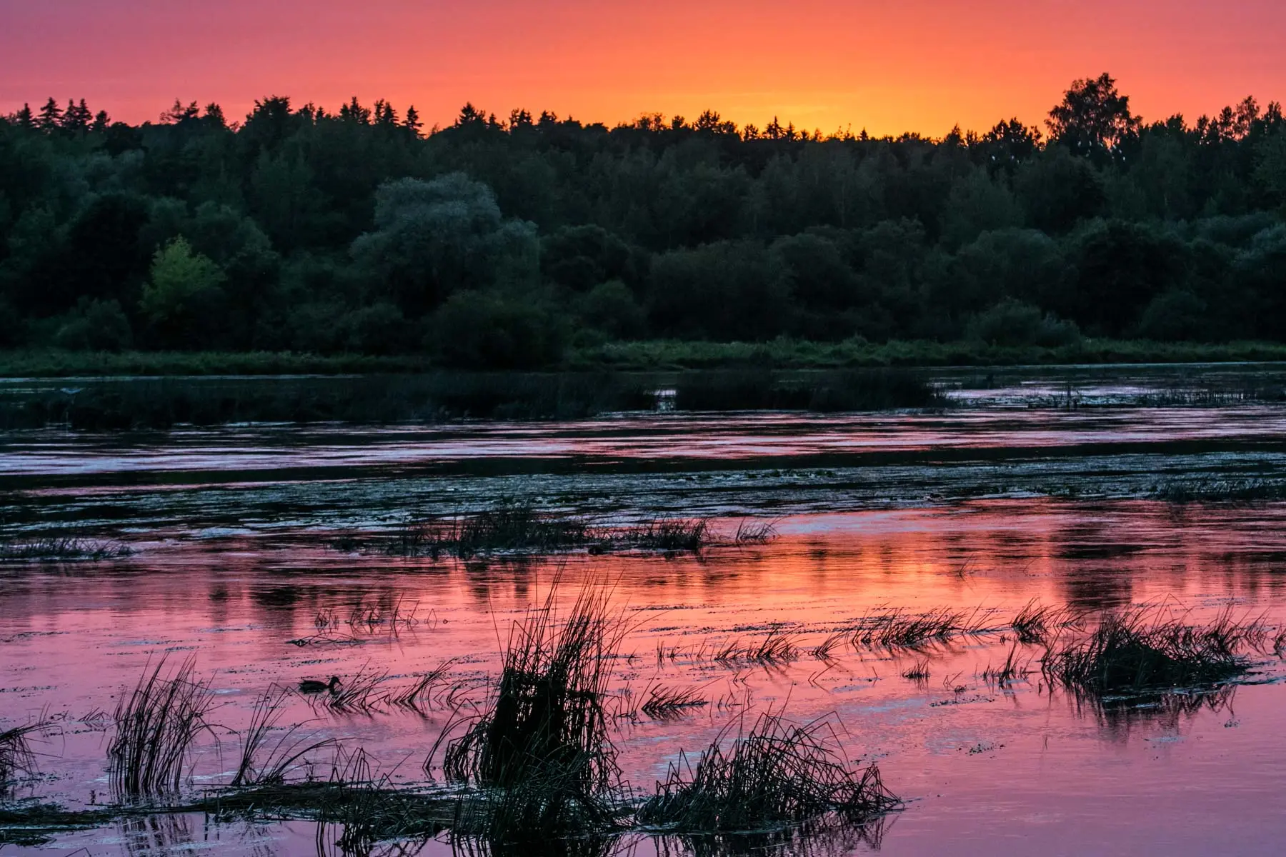 Baidarės Nemune