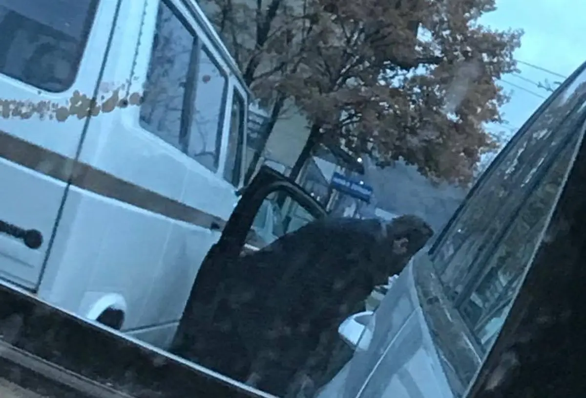 Romų prekyba