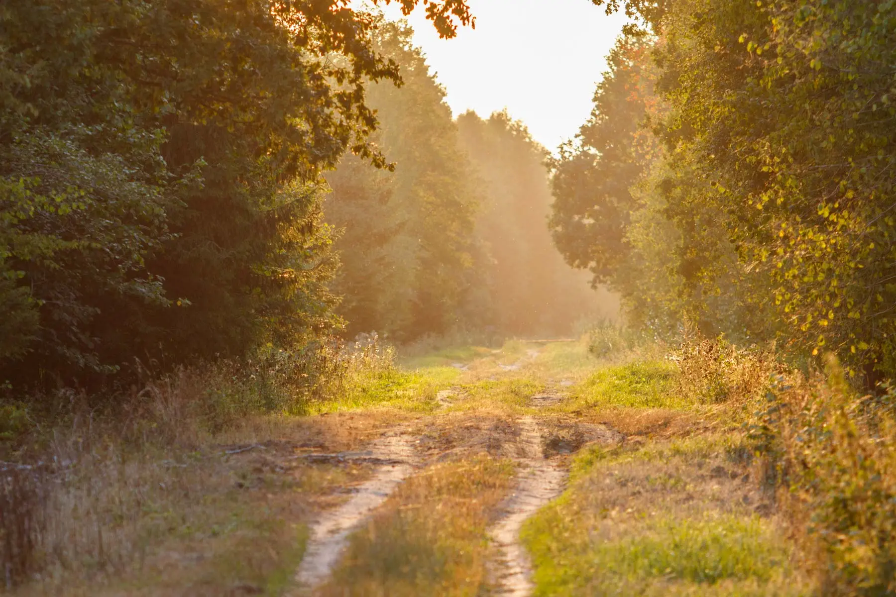 Elnių riaumojimas miške