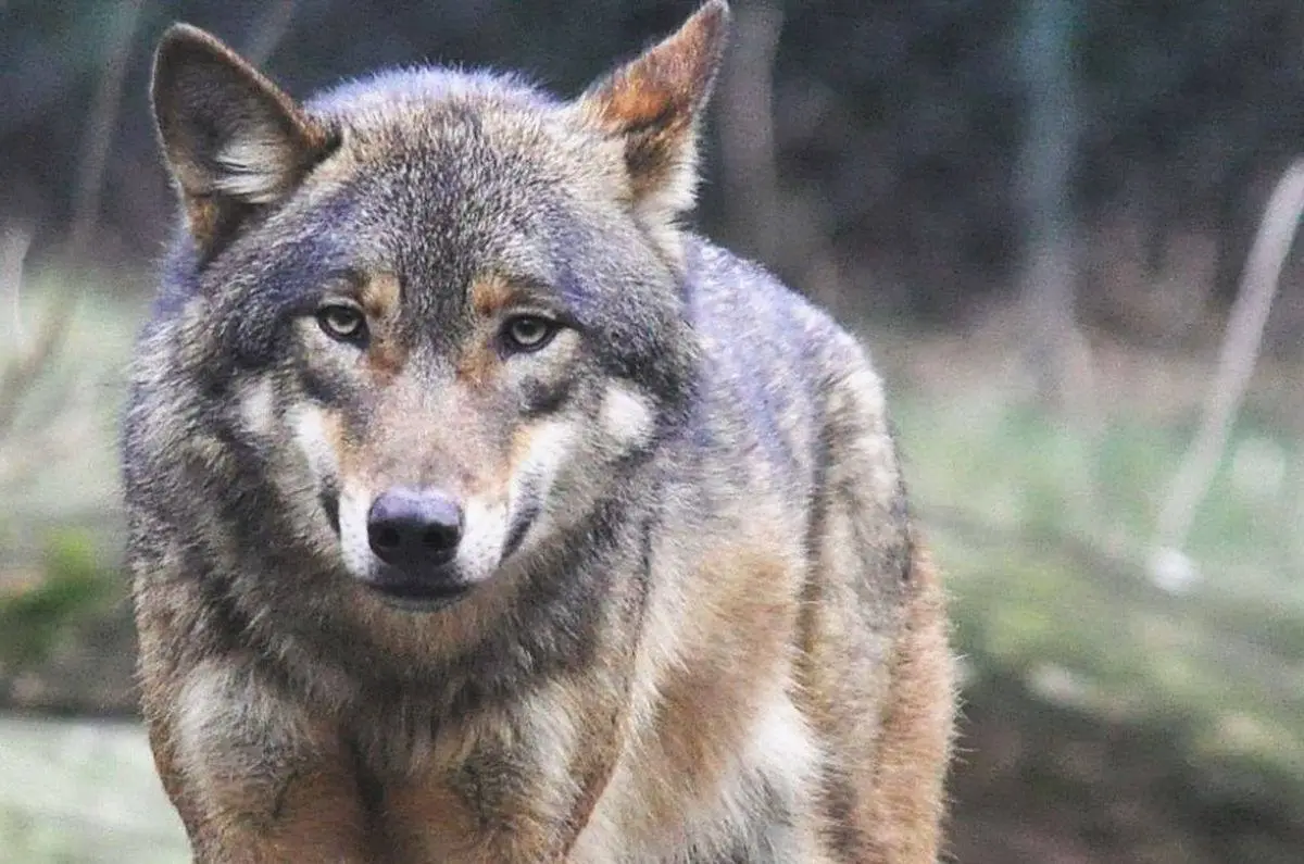 vilkas