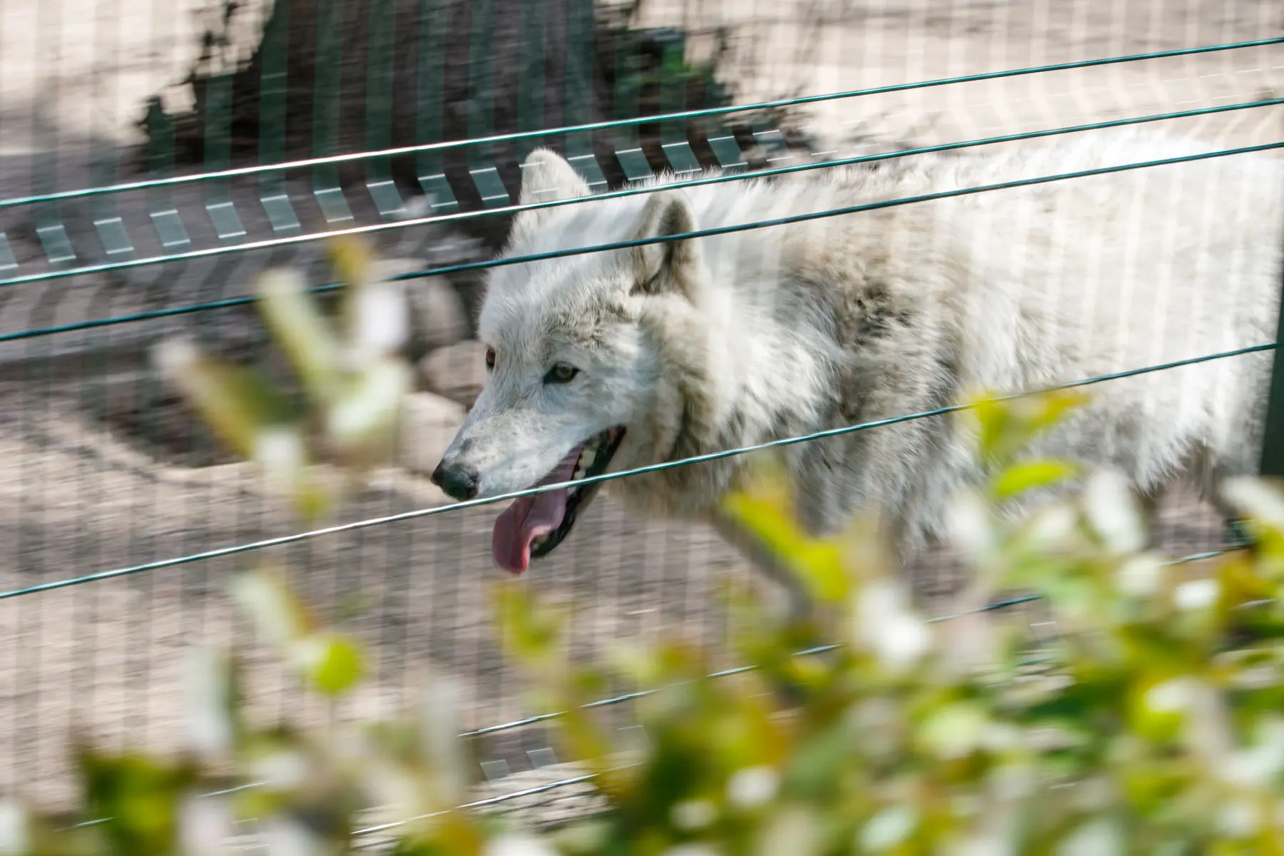 Zoologijos sodo rekonstrukcijos pristatymas