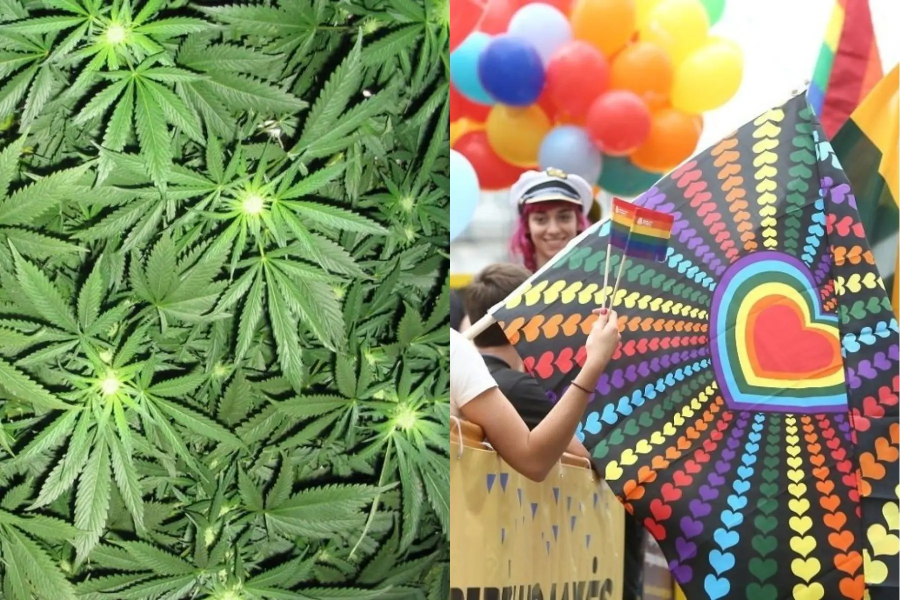 Kanapės ir LGBT