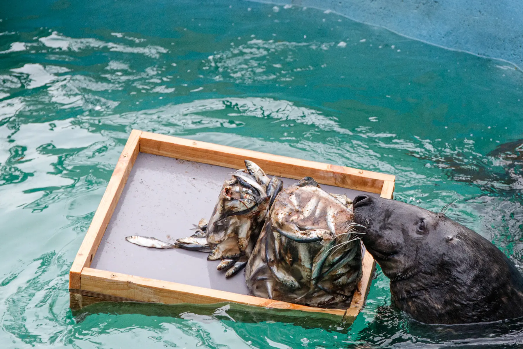 Zoologijos sode