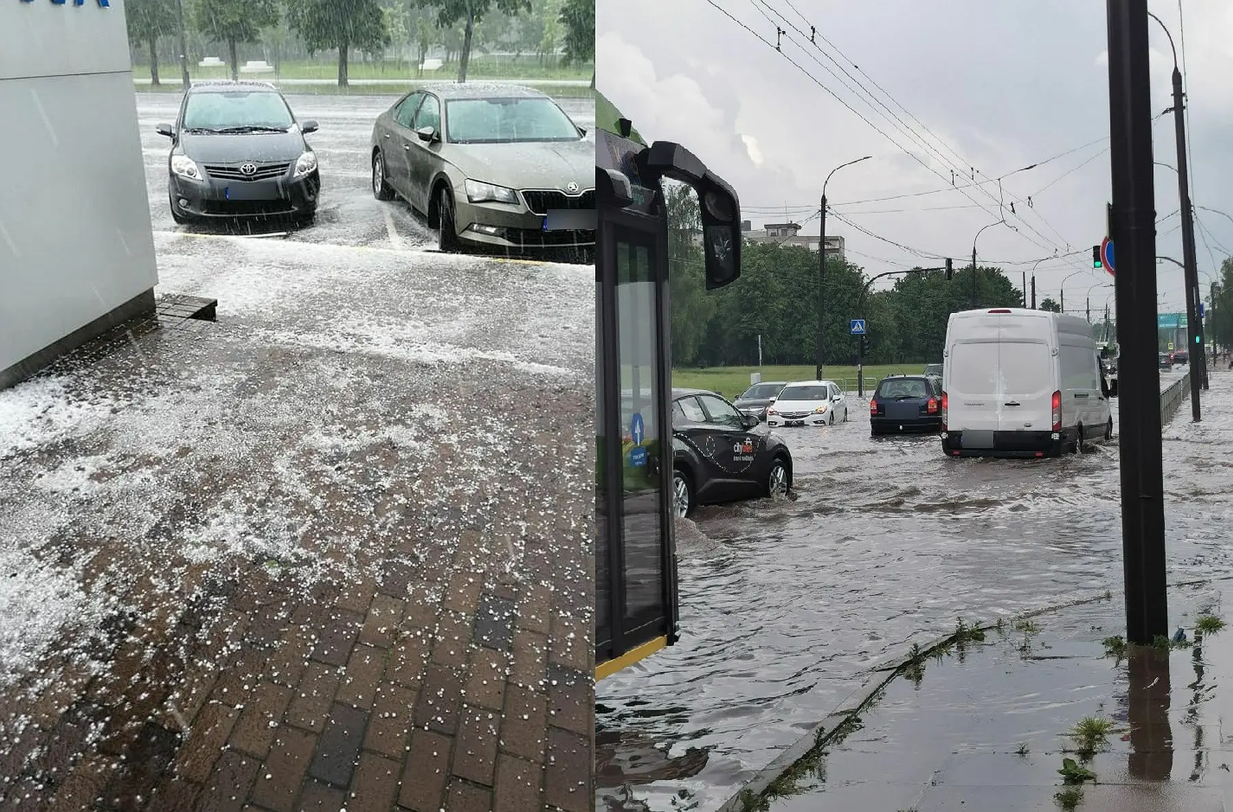 liūtis, kruša