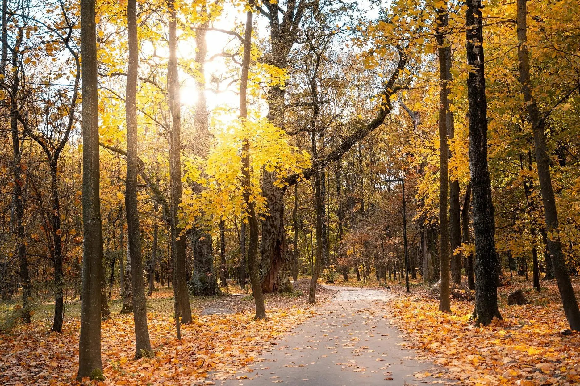 Ąžuolyno parke atnaujinami takai