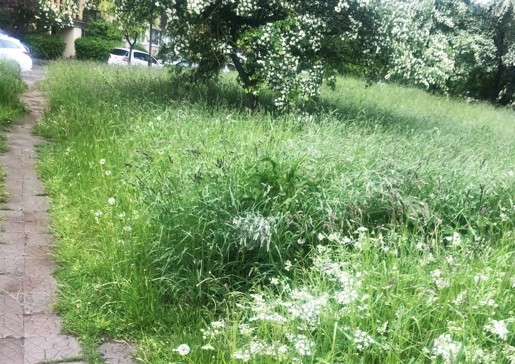 Aukšta žolė Dainavos mikrorajone