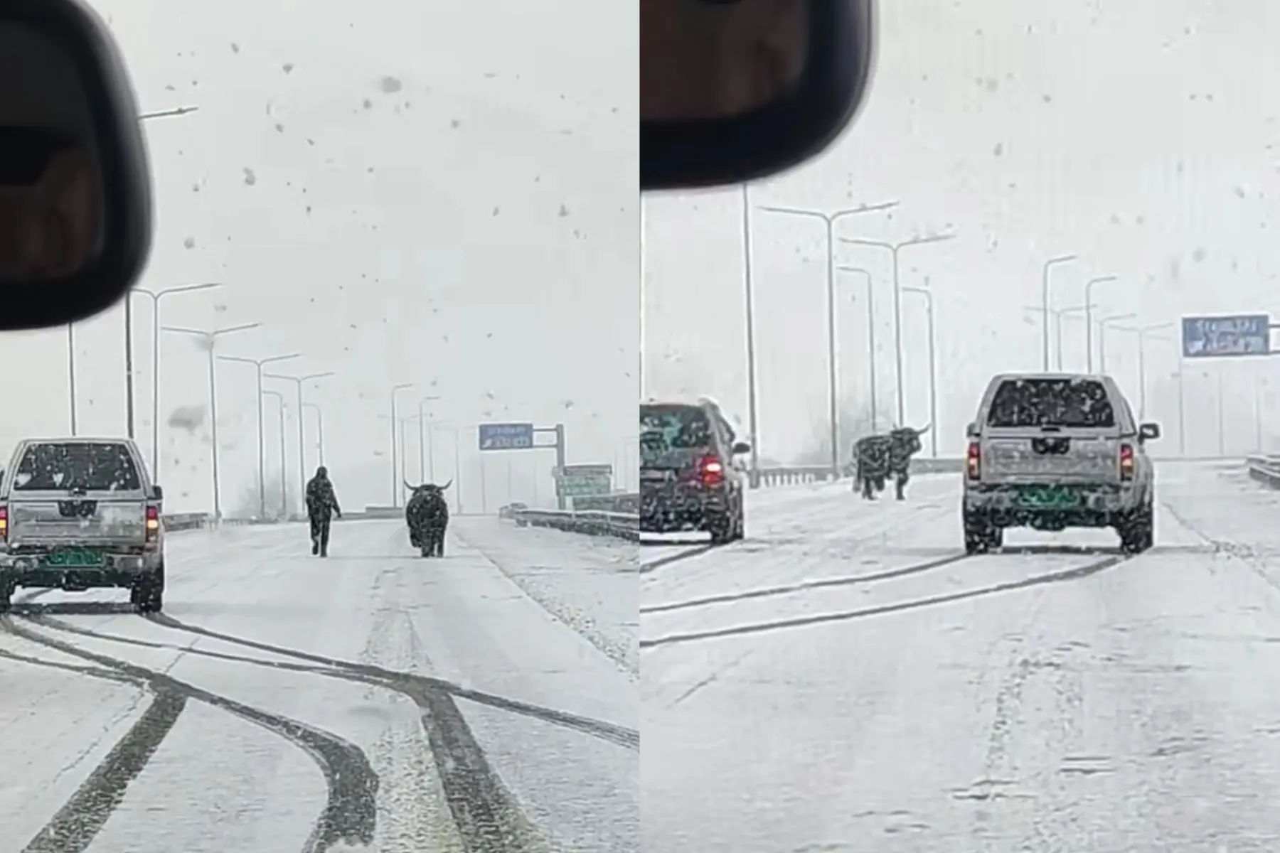 Bulius automagistralėje