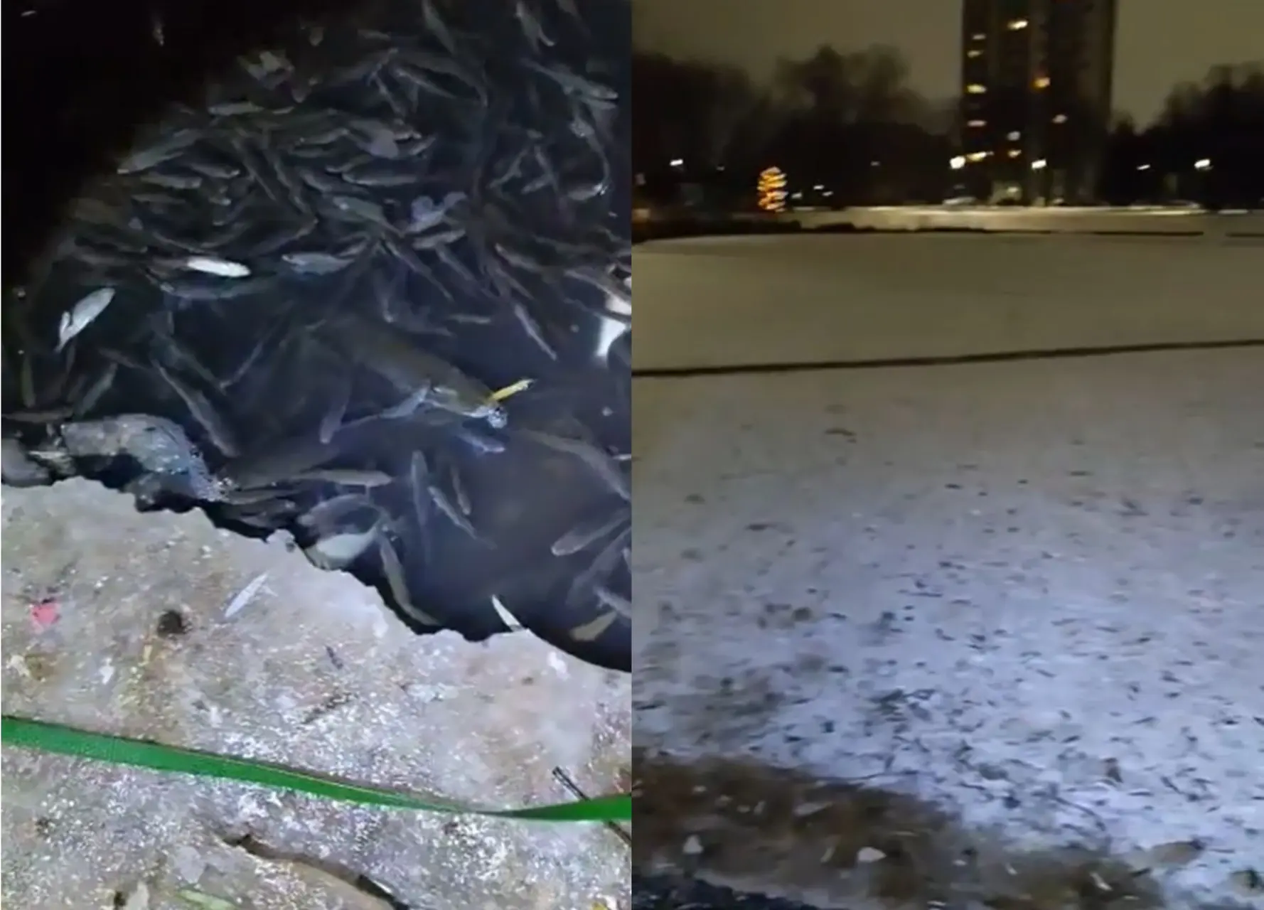 Žuvys Kalniečių parko tvenkinyje